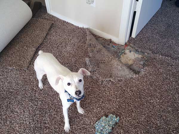 Carpet & Floor Repair